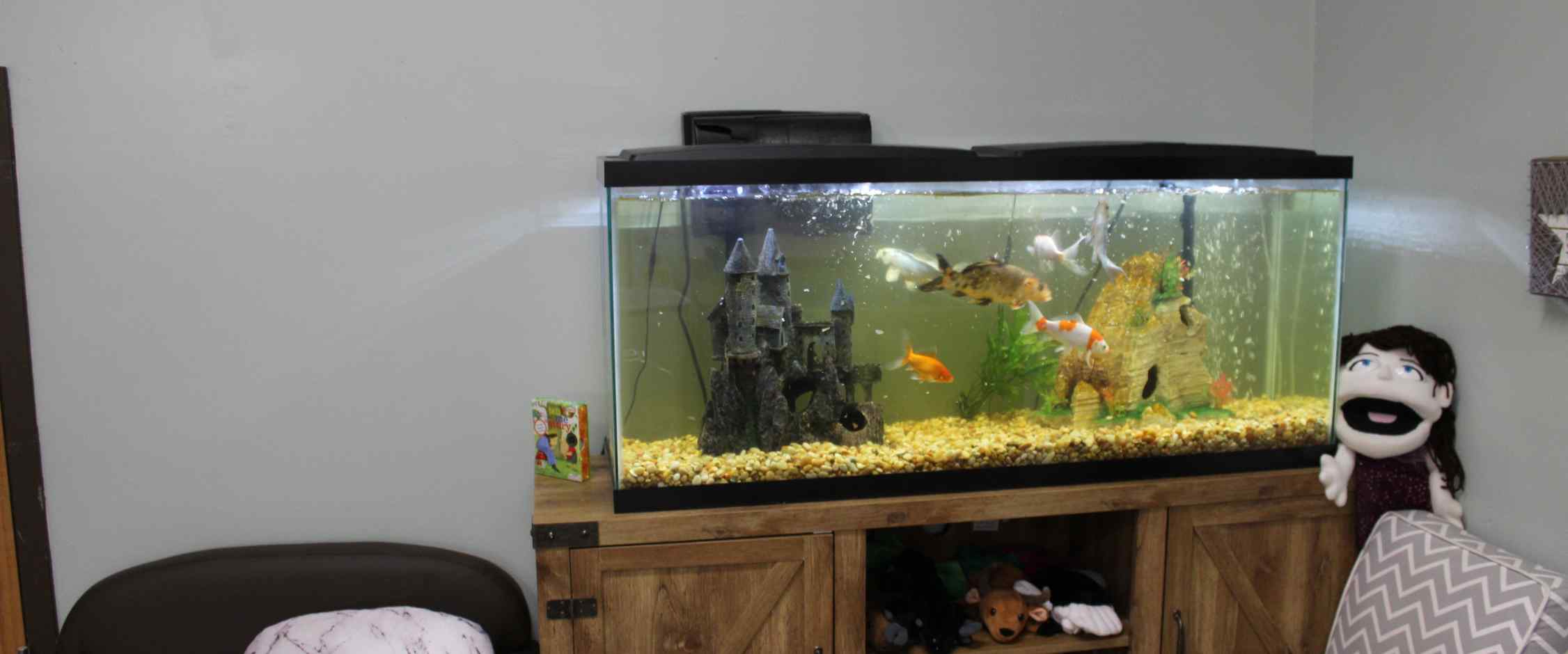 Classroom Fish Tank | Alta Children's Center